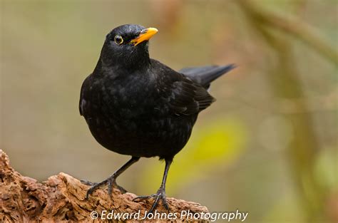 BRITISH WILD BIRDS / Gallery / Home    In The Wild ...