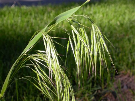 Bromus tectorum|June grass; downy chess; cheat|Poaceae