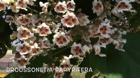 Broussonetia papyrifera. Garden Center online Costa Brava ...