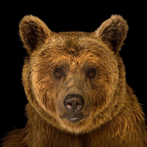 Brown Bear | National Geographic