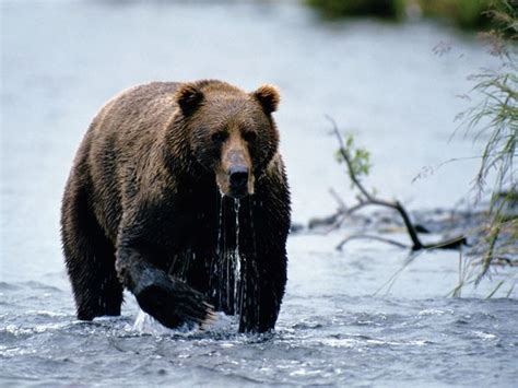 Brown Bear | The Wildlife