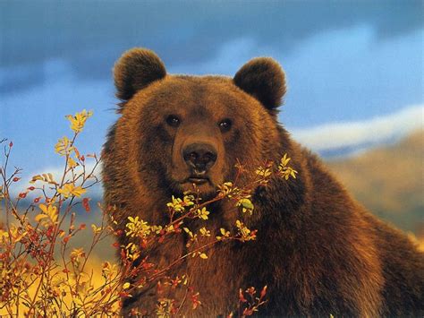 Brown Bear Wallpapers | Fun Animals Wiki, Videos, Pictures ...