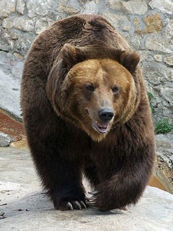 Brown bears |Funny Animal