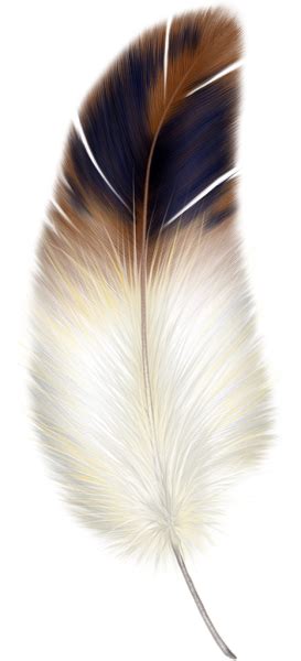 Brown y la pluma blanca Clipart … | plumas   feathers en 2018…