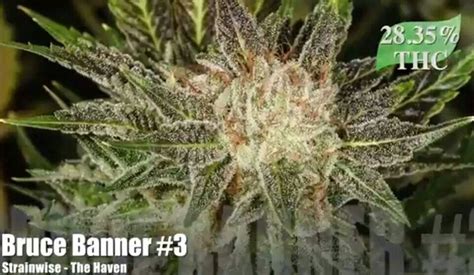 Bruce Banner #3 | Cannabis a cure! | Pinterest