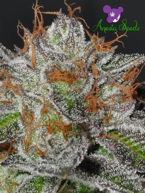 Bruce Banner #3 – Anesia Seeds