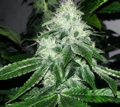 Bruce Banner OG   One of the Most Powerful Strains | Elev8 ...