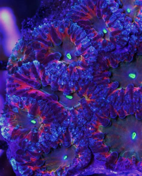 BSA Corals Shows Off Radical New Blastos | AquaNerd