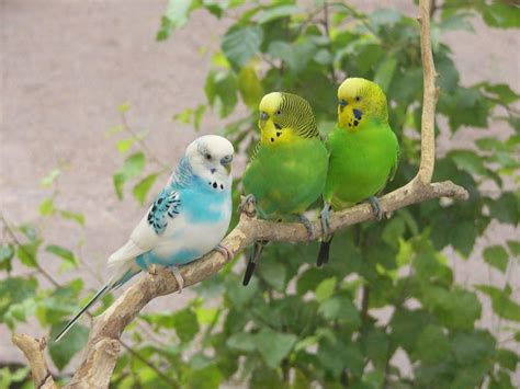 Budgies images 3 Budgies HD wallpaper and background ...