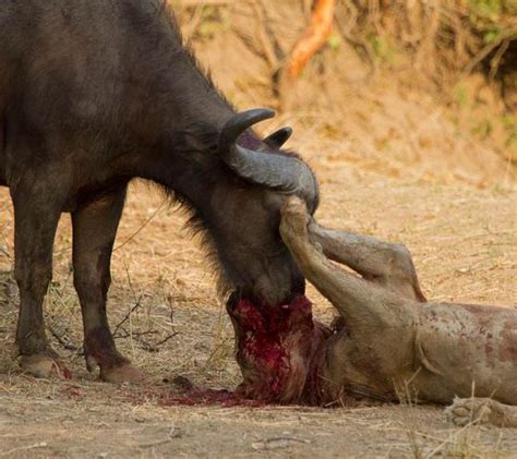 Buffalo and lion in deadly fight in Zambian safari ...