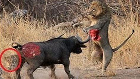 Buffalo Takes On Lion In EPIC Fight To The Death