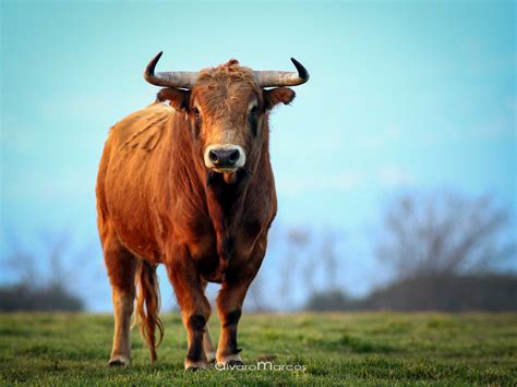 Bull Watch Cadiz | Ver toros bravos en Cádiz