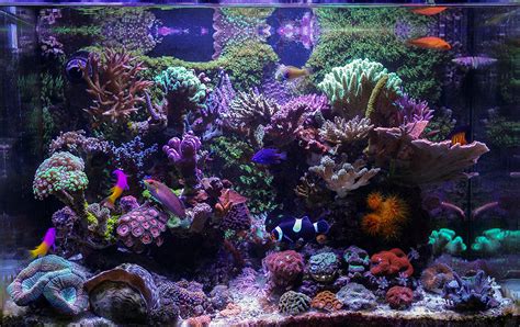 Bunster   2016 Featured Aquariums   Nano Reef.com Community