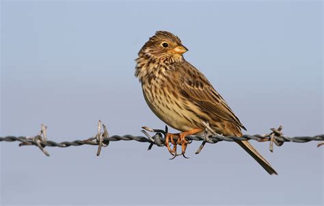Buntings | Bird Family Overview   The RSPB