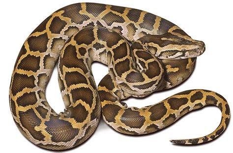 Burmese Python   Scales  N Tails