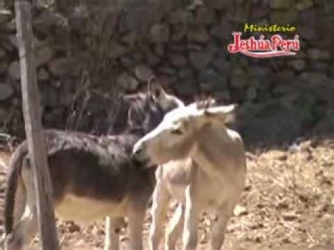 burro gay  chko  | FunnyCat.TV