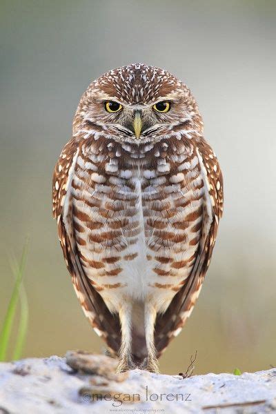 Burrowing Owl. Cape Coral, Florida | photos & images ...