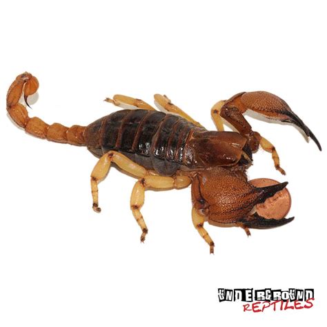 Burrowing Scorpions For Sale   Underground Reptiles