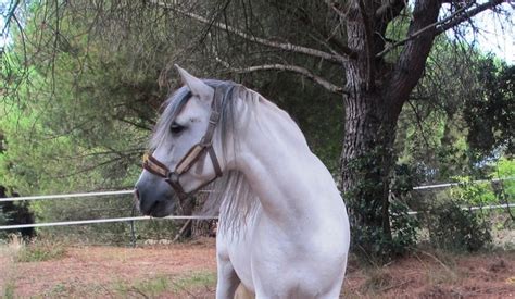 Busco caballo barato en venta en Cataluña | Venta de Caballos