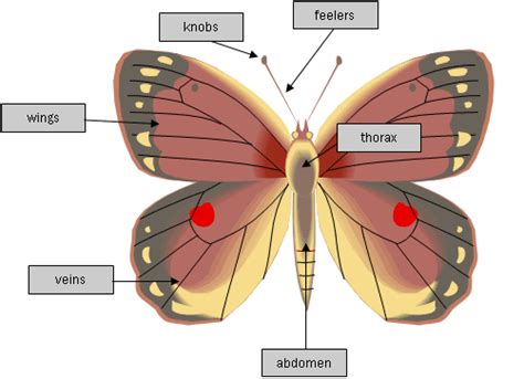 Butterflies and Moths | Physical Features and Life Cycle ...