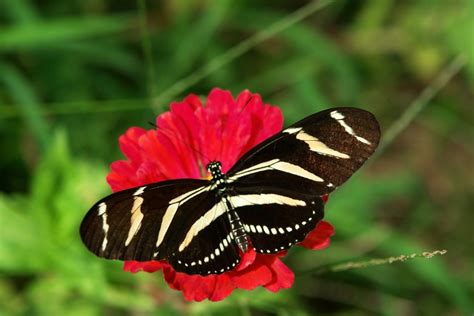 Butterflies Behaving Badly: What They Don’t Want You to ...