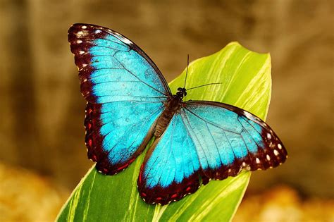 Butterflies | Causes of Color