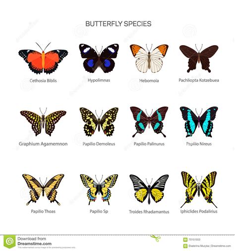 Butterflies Vector Set In Flat Style Design. Different ...