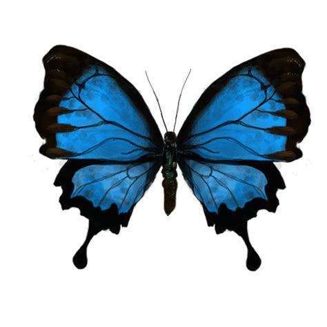 Butterfly Gif Image Art Collection at Best Animations