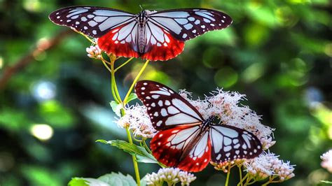 butterfly images free download   HD Desktop Wallpapers | 4k HD