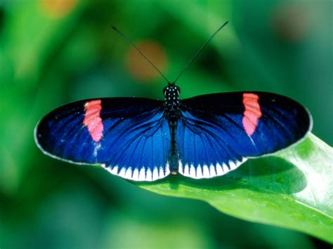 Butterfly Photos | Nature Wallpapers