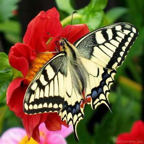 Butterfly Pictures, Images, Graphics for Facebook ...