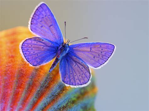 Butterfly   The Most Beautiful Insect   The Wondrous Pics