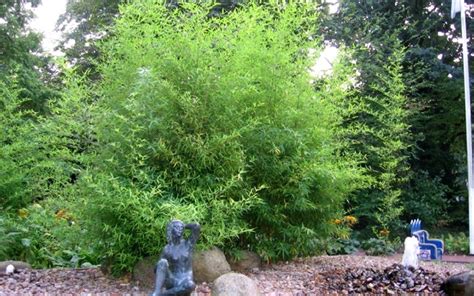 Buy Bissets Bamboo   2 Gallon   Bamboo Plants for ...