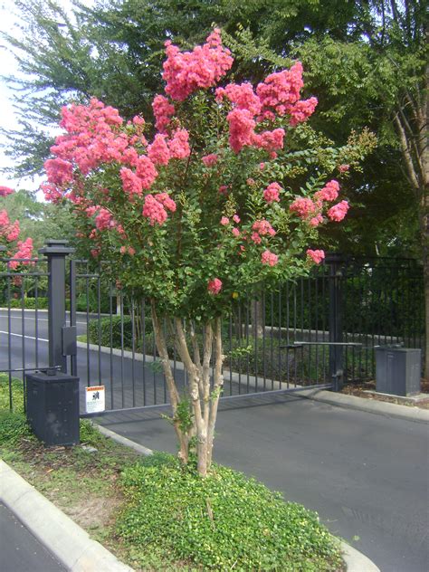 Buy Crepe Myrtle Trees, For Sale in Orlando, Kissimmee