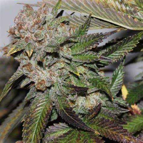 Buy Dark Horse Genetics Hulk Smash   Cannabis Seeds