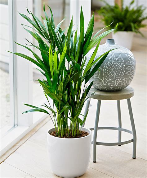 Buy house plants now Areca Palm | Bakker.com