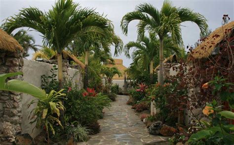 Buy Palm Trees, Subtropical Palms & Plants Online NZ