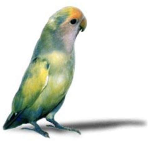 Buy Parrots and Exotic Pets   Parrots of the World   Pet ...