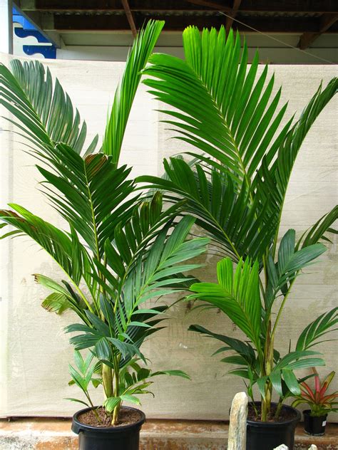 buy plants online ivory cane palm   plant | Plantslive ...