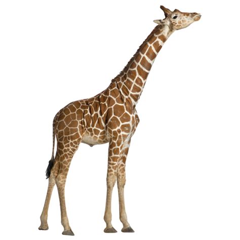 Buy removable wall stickers online | Real life giraffe ...