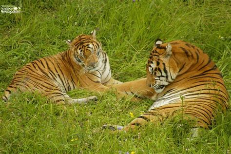 Cabarceno recibe siete tigres nuevos