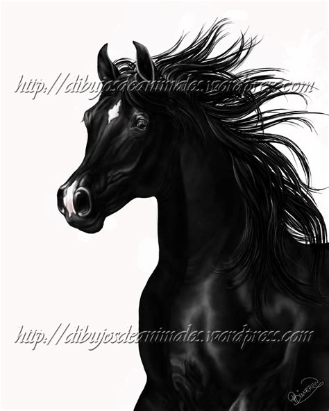 cabeza de caballo | Dibujos de Animales