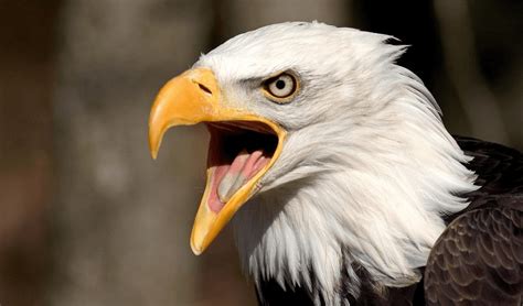 Cabeza del águila real :: Imágenes y fotos