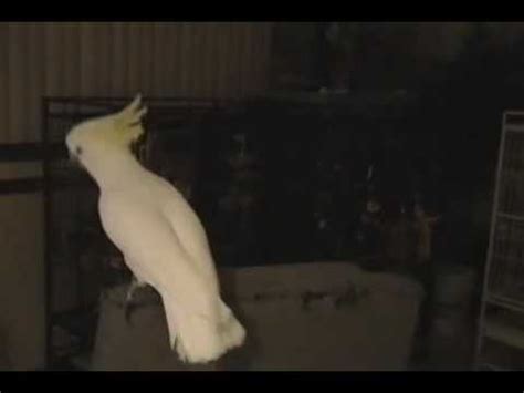 Cacatua bailando | Animales en Video