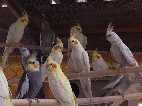 cacatúa ninfa, todo lo que debes saber sobre esta ave.