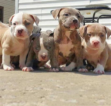 Cachorros American Staffordshire Terrier | Perro Anuncios