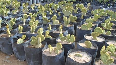 Cactáceas, plantas endémicas de México por excelencia ...