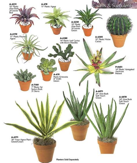 Cacti and succulents, Cactus and Types of succulents on ...
