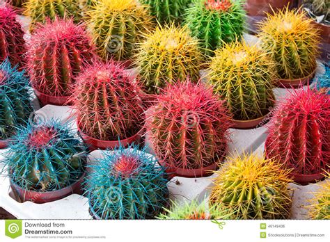 Cactus Colorés Photo stock   Image: 46149436