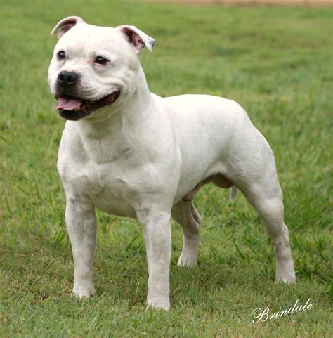 Cães origem: Staffordshire bull terrier